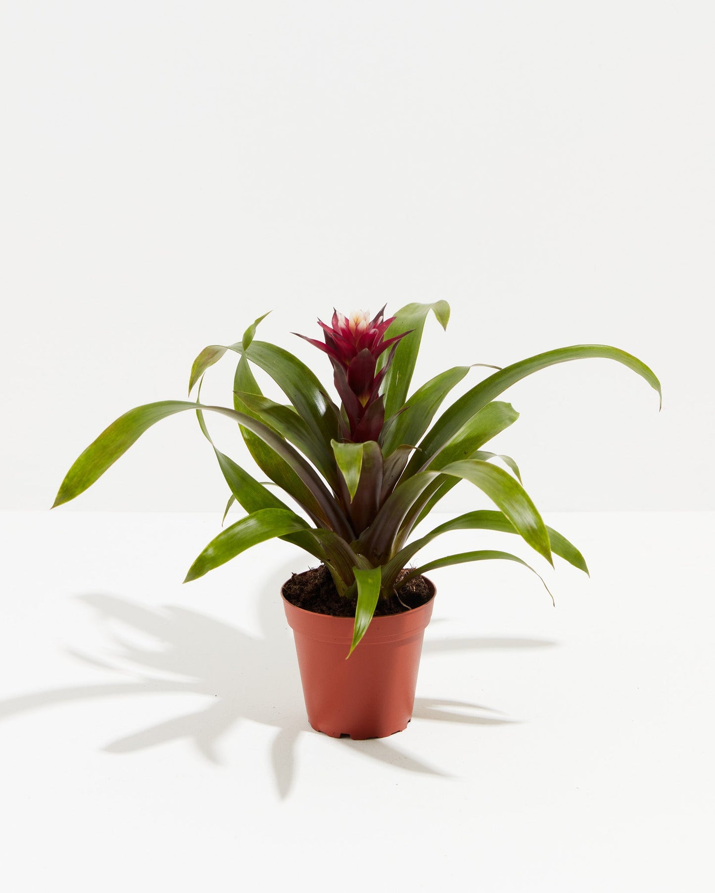 Lively Root - Bromeliad Guzmania