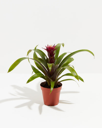 Lively Root - Bromeliad Guzmania