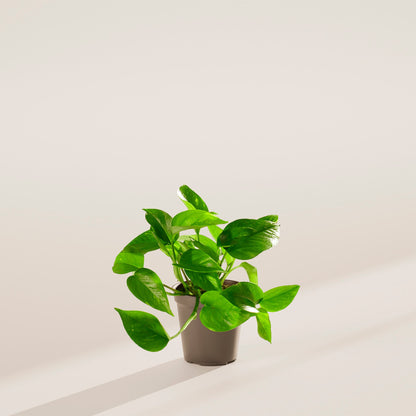 Lively Root - Golden Pothos Plant