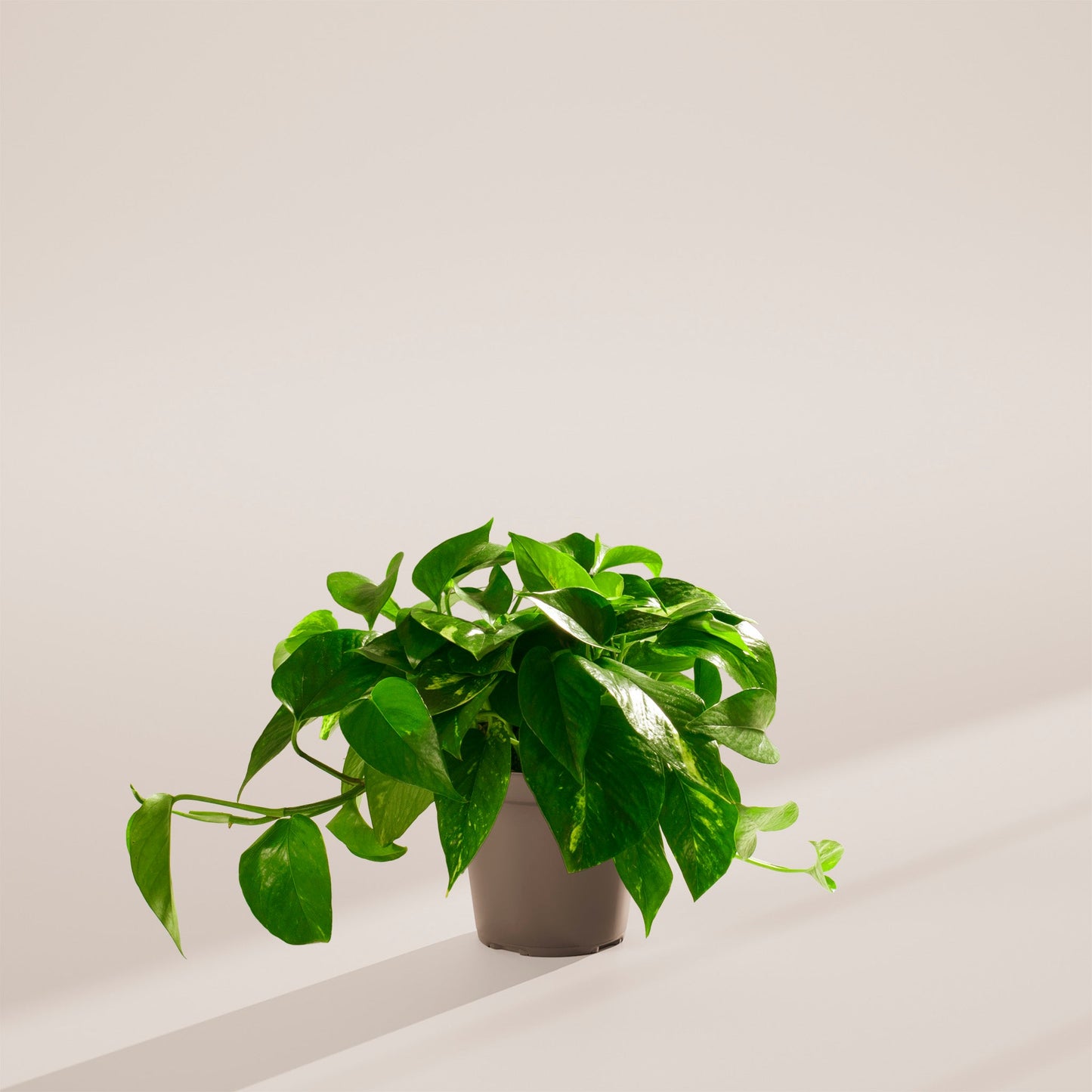 Lively Root - Golden Pothos Plant