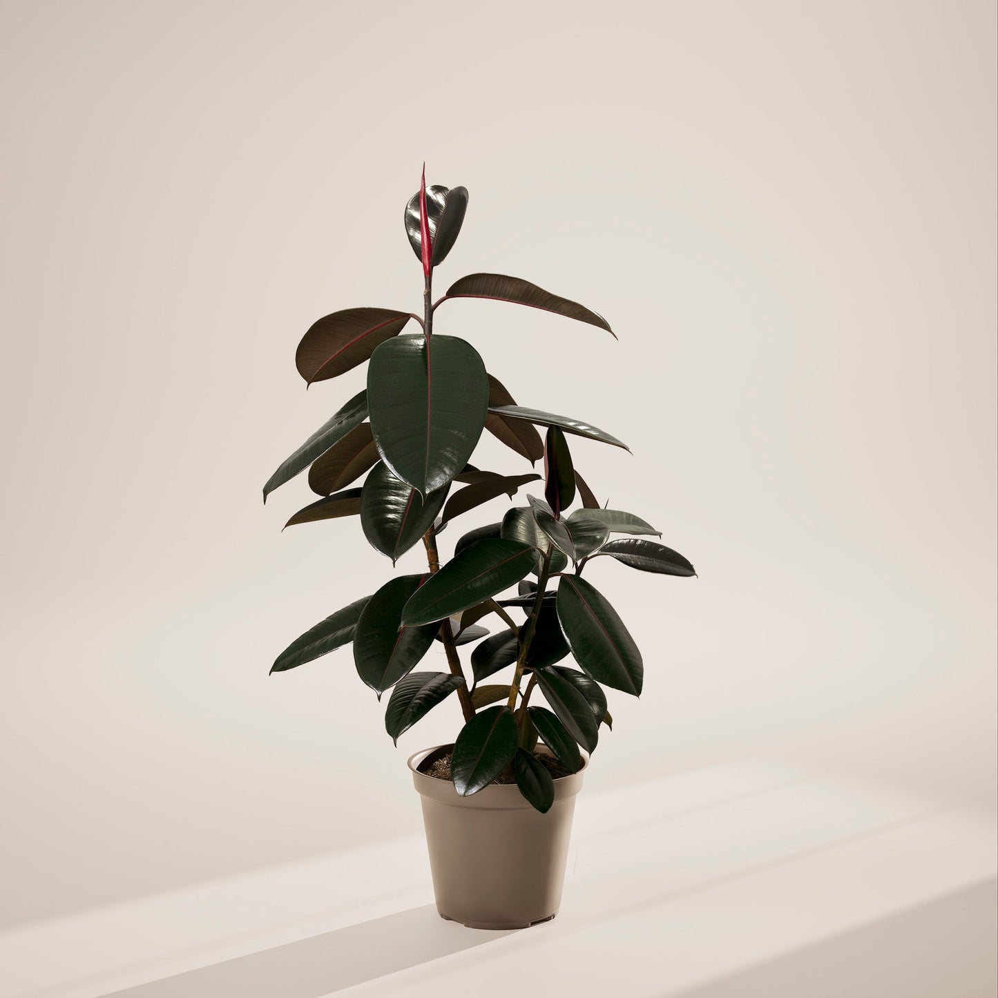 Lively Root - Ficus Elastica - Burgundy Rubber Tree