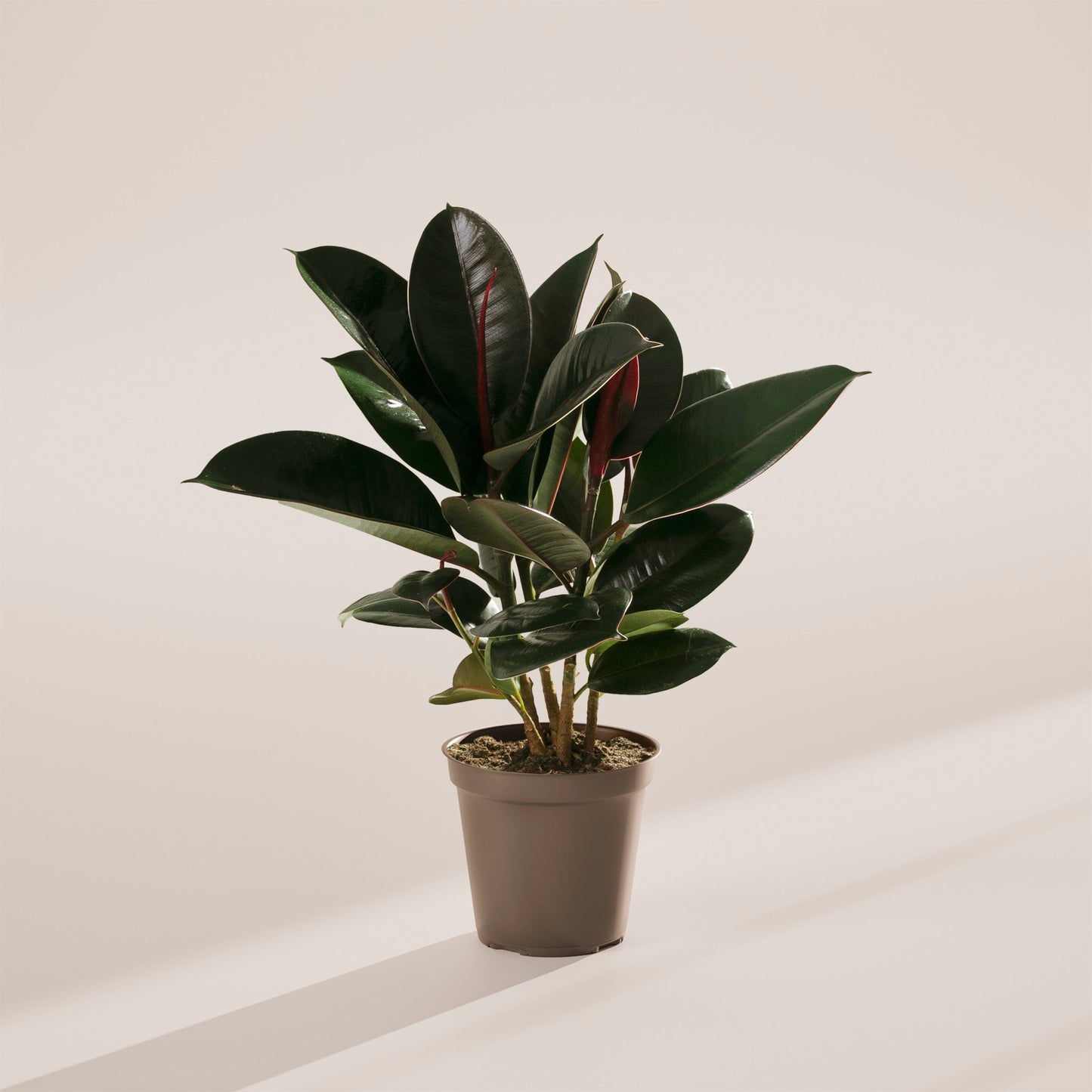 Lively Root - Ficus Elastica - Burgundy Rubber Tree