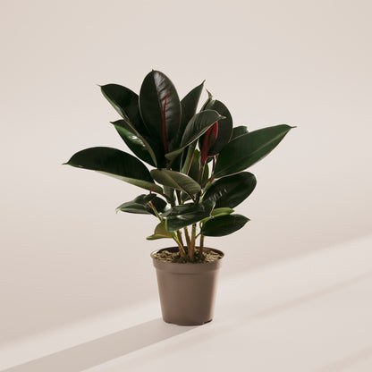 Lively Root - Ficus Elastica - Burgundy Rubber Tree
