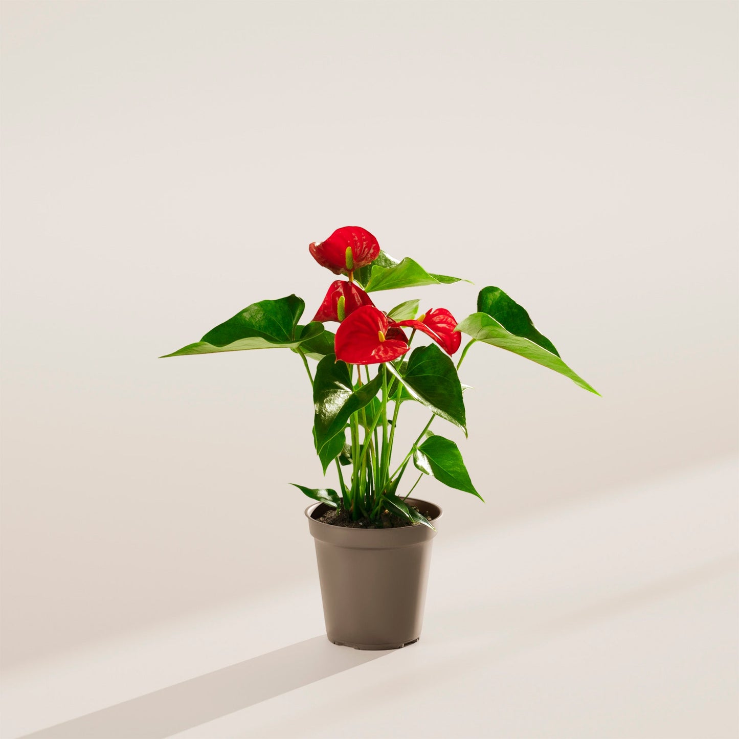 Lively Root - Anthurium Andraeanum - Flamingo Flower