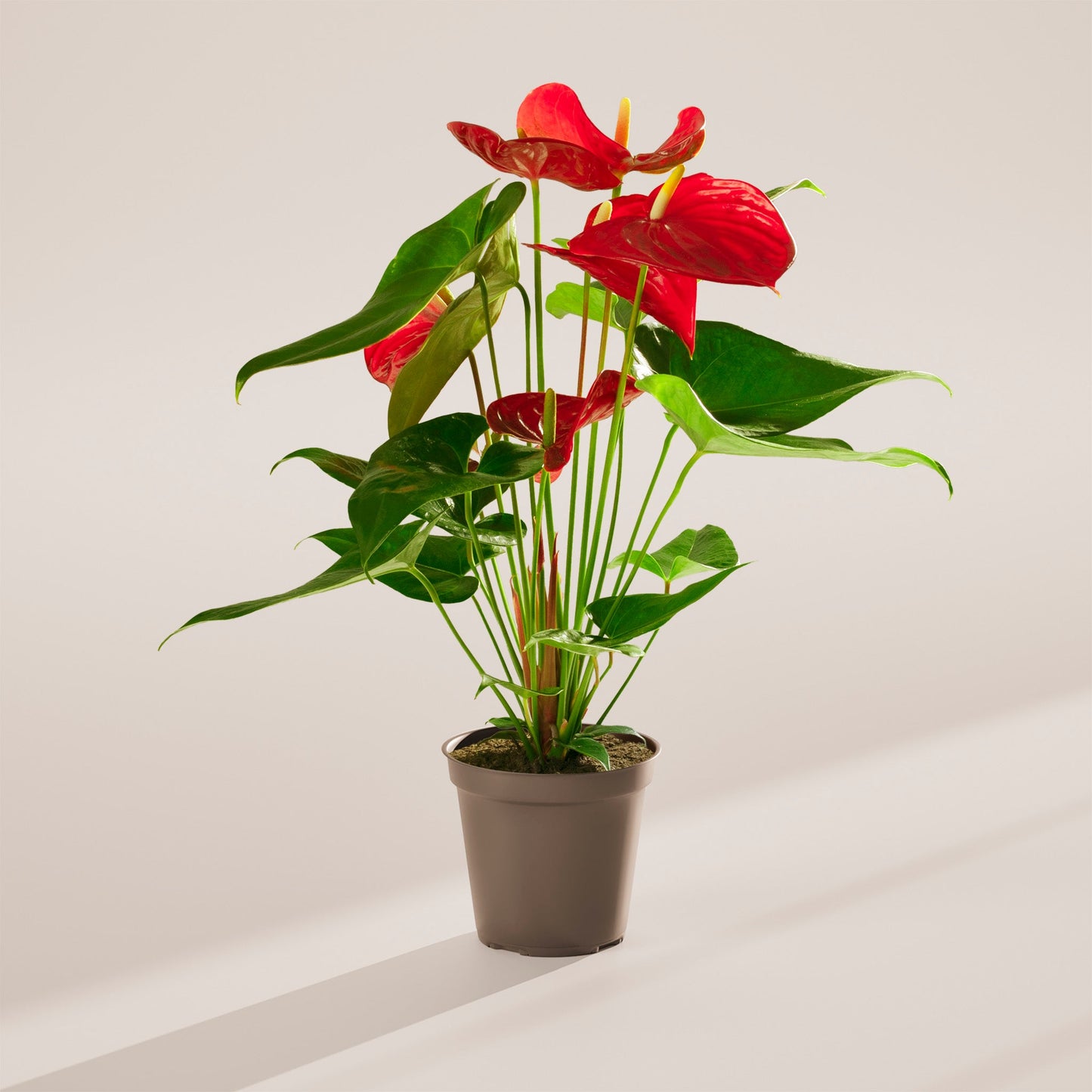 Lively Root - Anthurium Andraeanum - Flamingo Flower