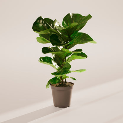 Lively Root - Fiddle Leaf Fig Tree (Ficus Lyrata)