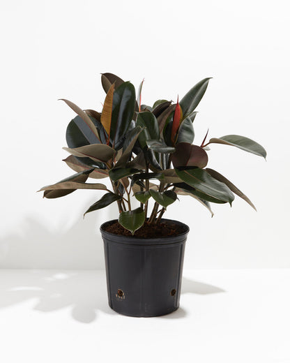 Lively Root - Ficus Elastica - Burgundy Rubber Tree
