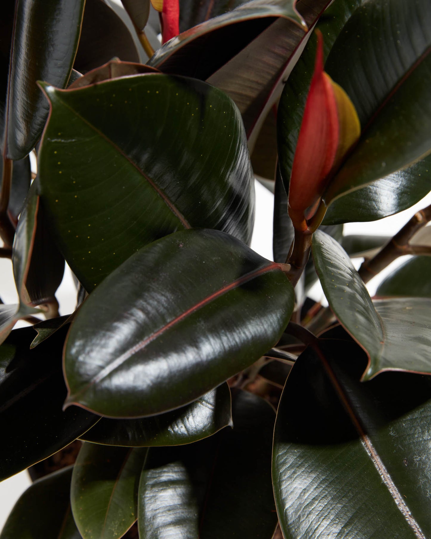 Lively Root - Ficus Elastica - Burgundy Rubber Tree
