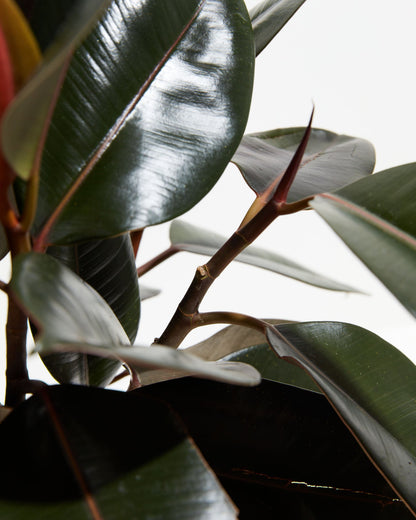 Lively Root - Ficus Elastica - Burgundy Rubber Tree