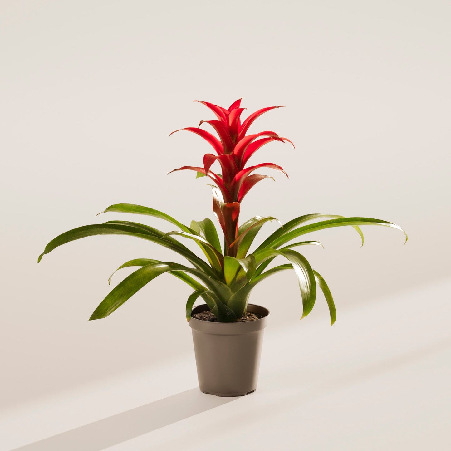 Lively Root - Bromeliad Guzmania