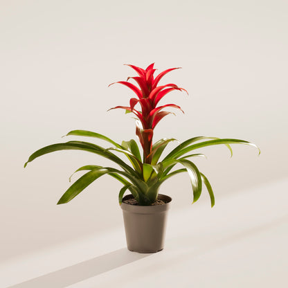 Lively Root - Bromeliad Guzmania