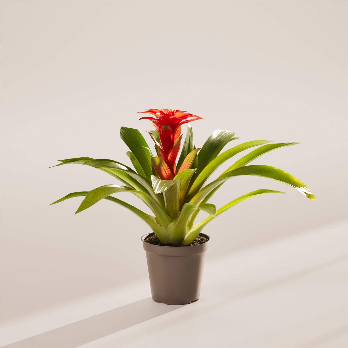 Lively Root - Bromeliad Guzmania