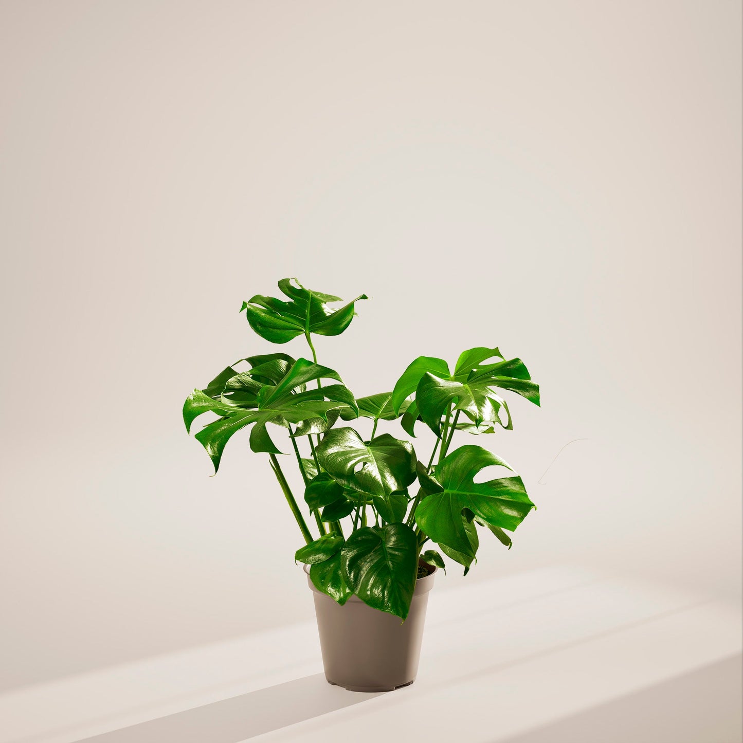 Lively Root - Monstera Deliciosa (Split Leaf Philodendron)