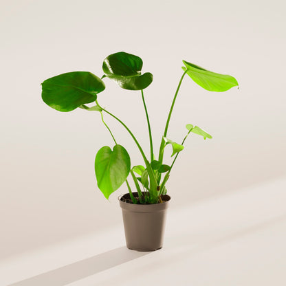 Lively Root - Monstera Deliciosa (Split Leaf Philodendron)
