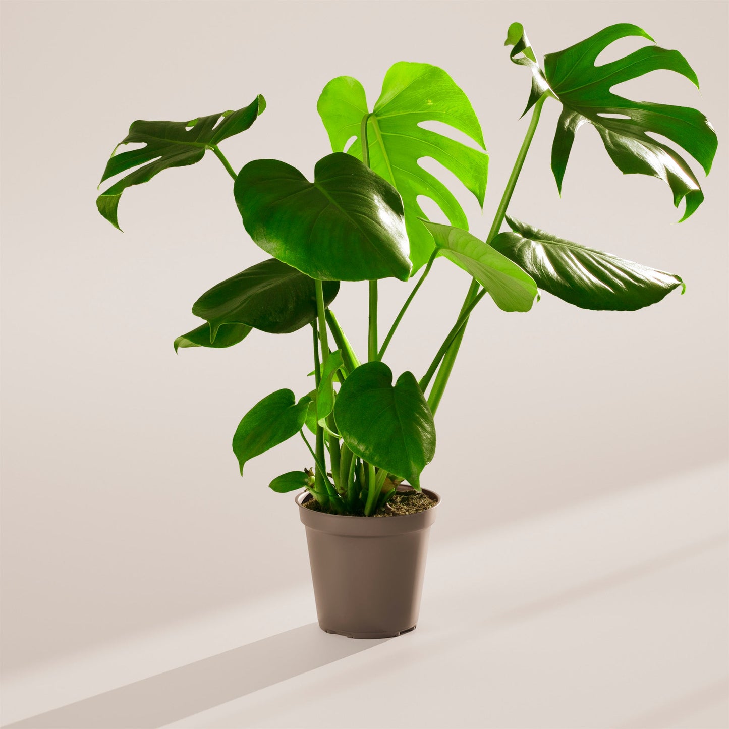 Lively Root - Monstera Deliciosa (Split Leaf Philodendron)