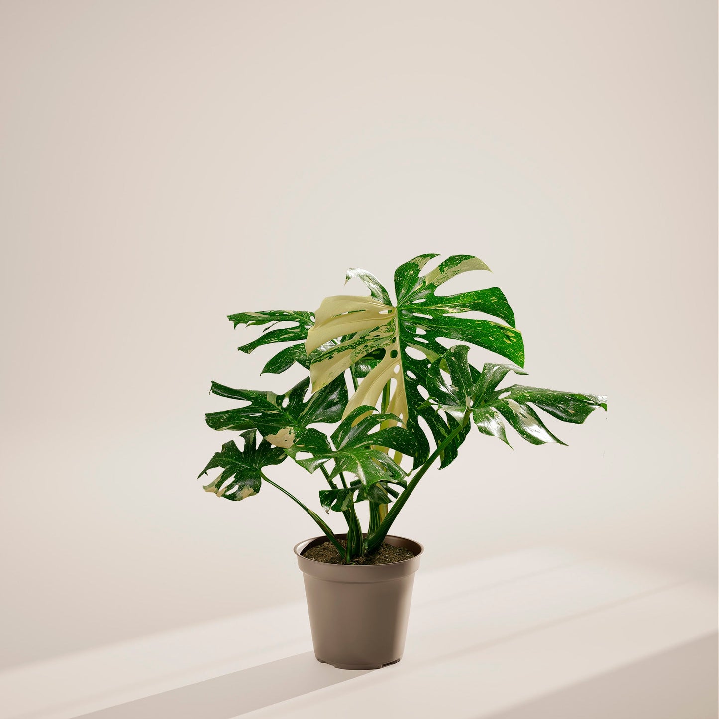 Lively Root - Monstera Thai Constellation
