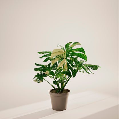 Lively Root - Monstera Thai Constellation