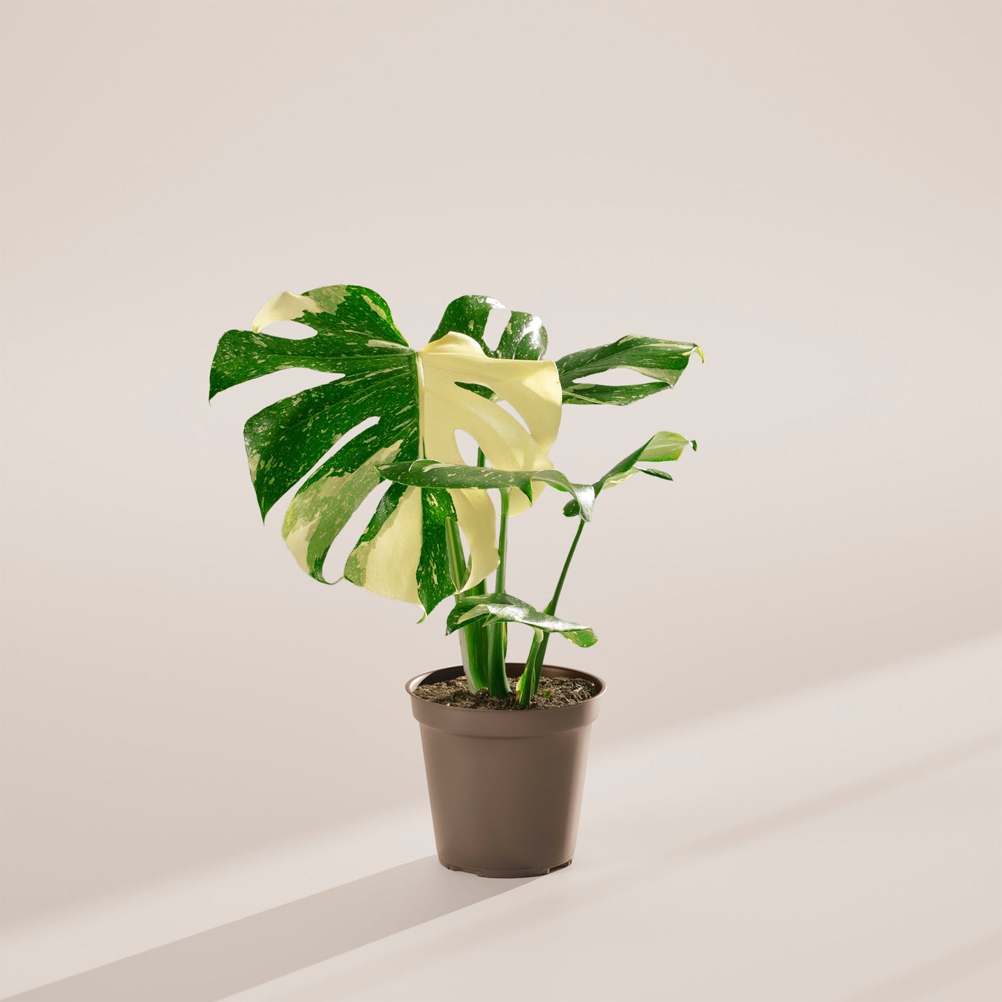 Lively Root - Monstera Thai Constellation