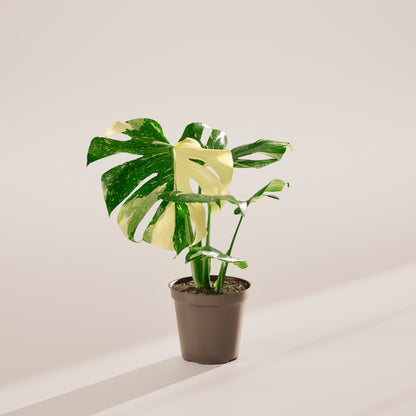 Lively Root - Monstera Thai Constellation