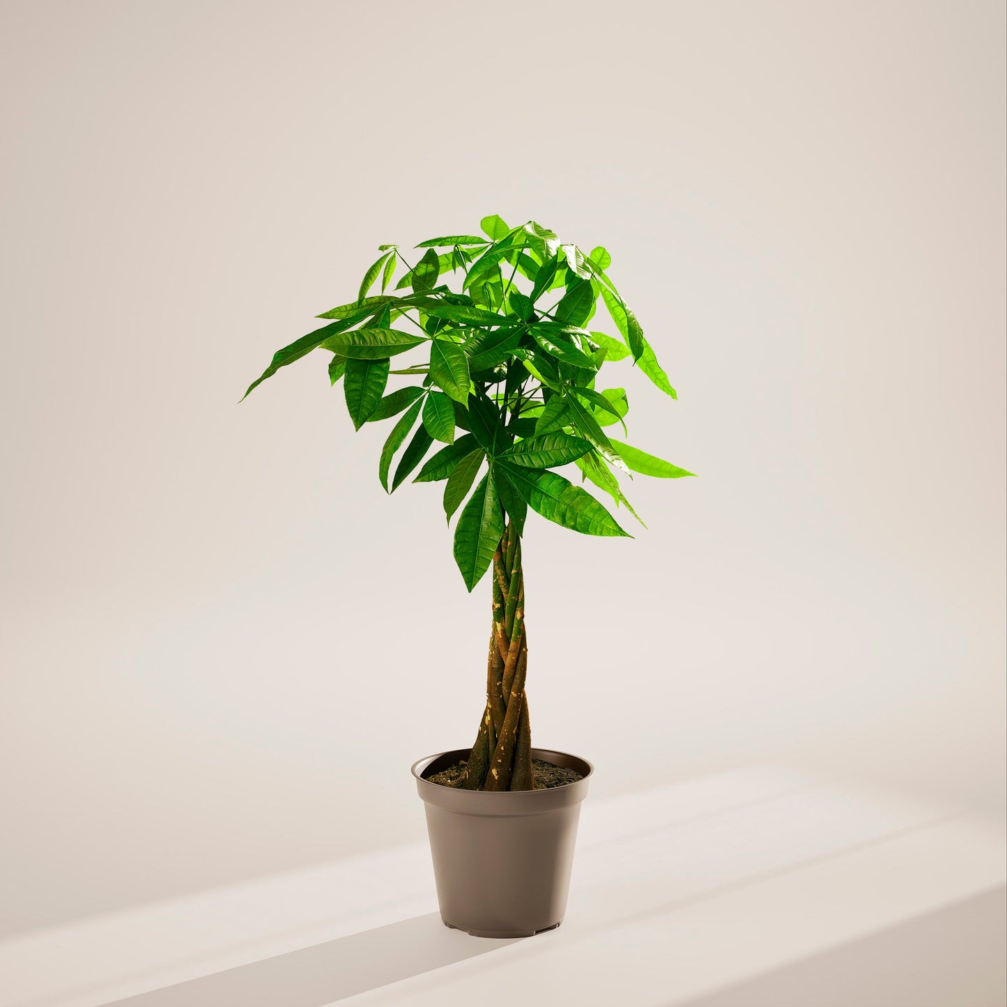 Lively Root - Money Tree Plant