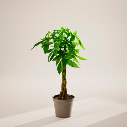 Lively Root - Money Tree Plant