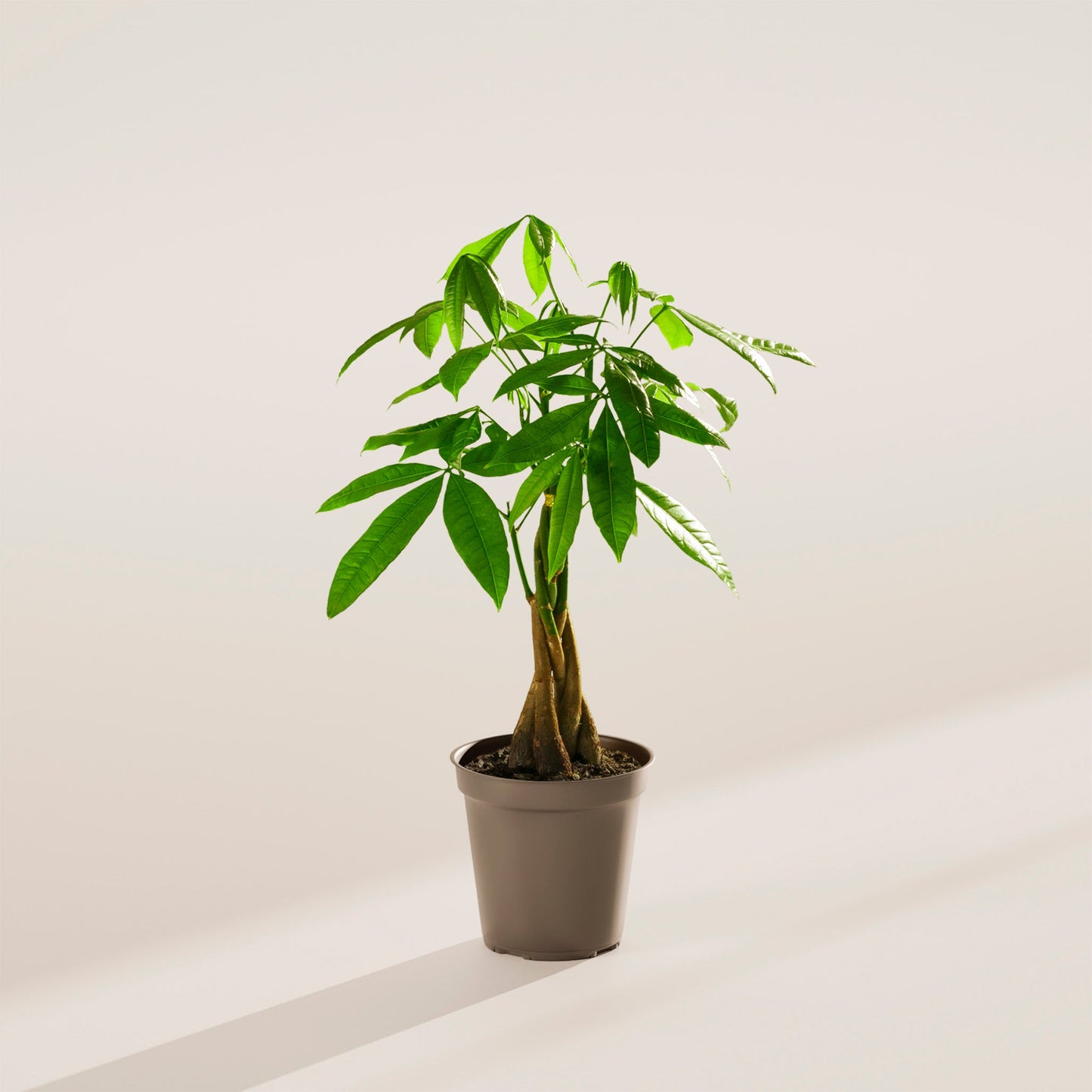 Lively Root - Money Tree Plant