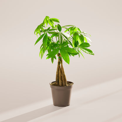 Lively Root - Money Tree Plant