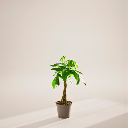 Lively Root - Money Tree Plant