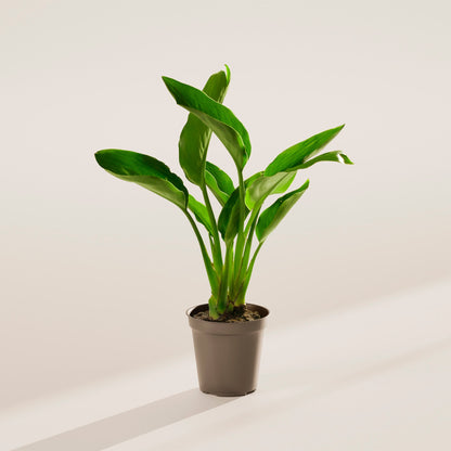 Lively Root - Orange Bird of Paradise