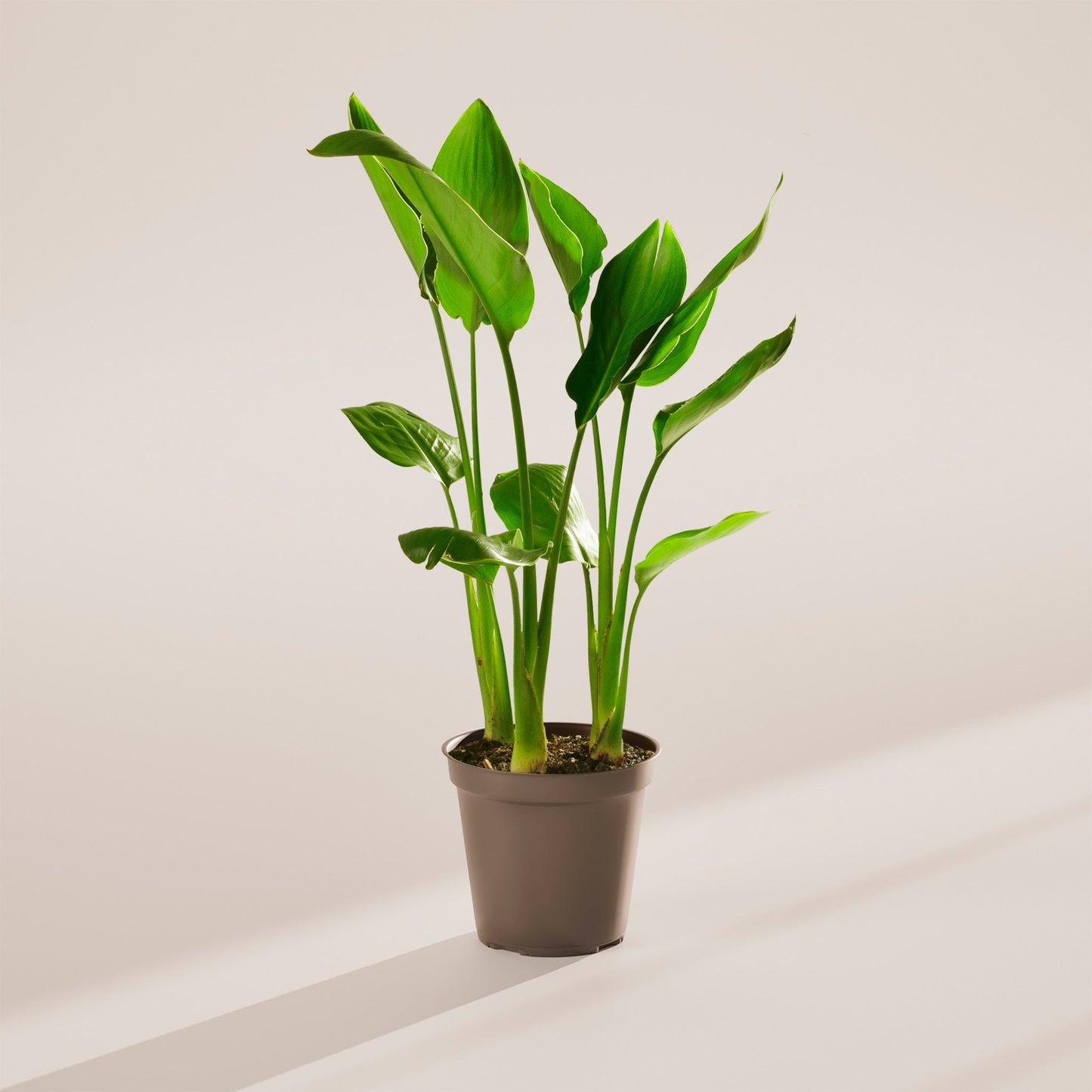 Lively Root - Orange Bird of Paradise