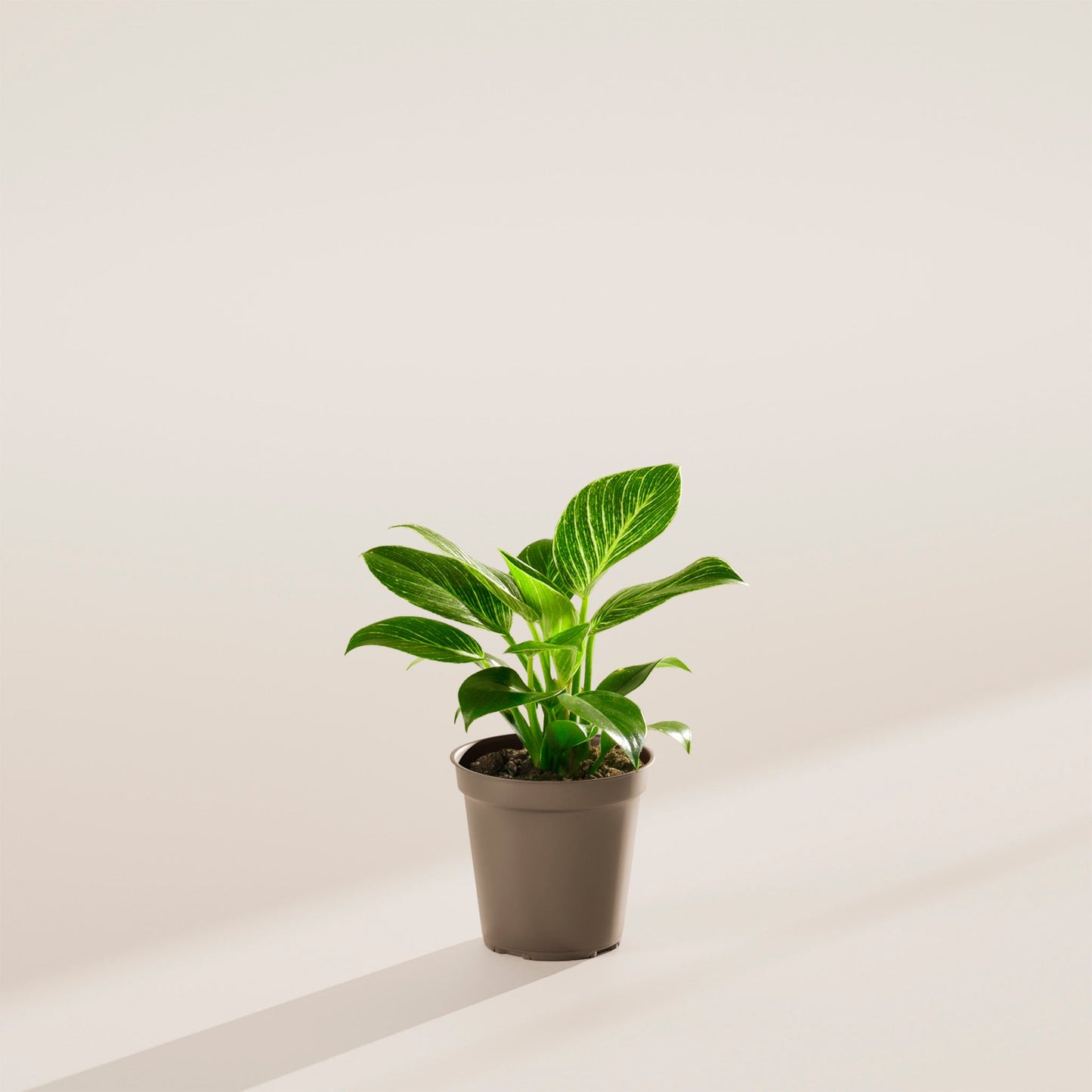 Lively Root - Philodendron Birkin