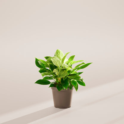 Lively Root - Philodendron Birkin