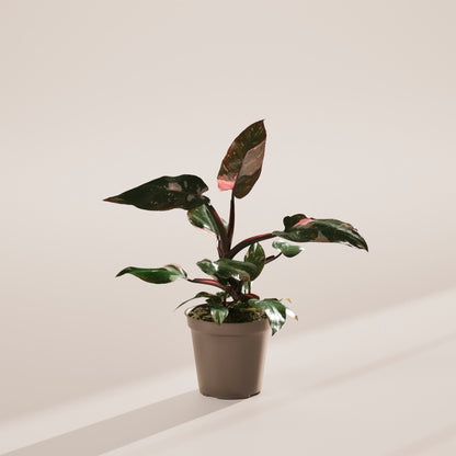 Lively Root - Philodendron Pink Princess