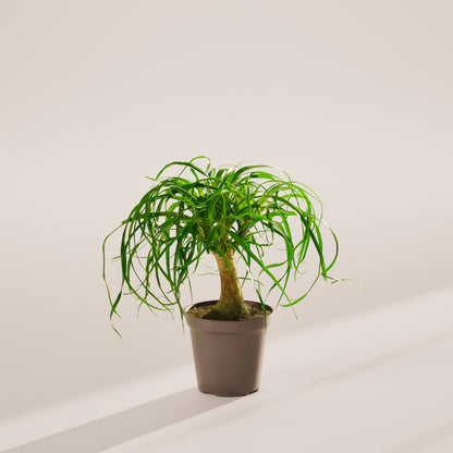 Lively Root - Ponytail Palm Tree