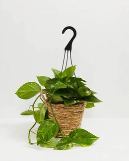Lively Root - Golden Pothos Plant