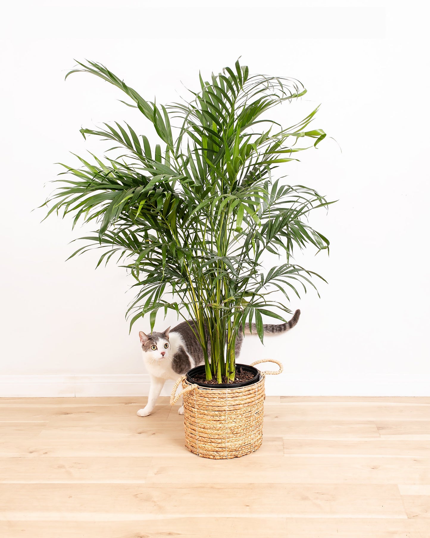 Lively Root - Areca Palm Indoor Tree