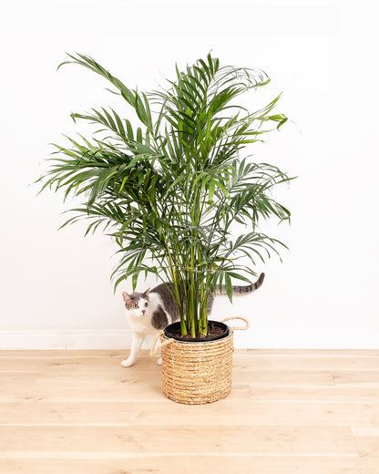 Lively Root - Areca Palm Indoor Tree