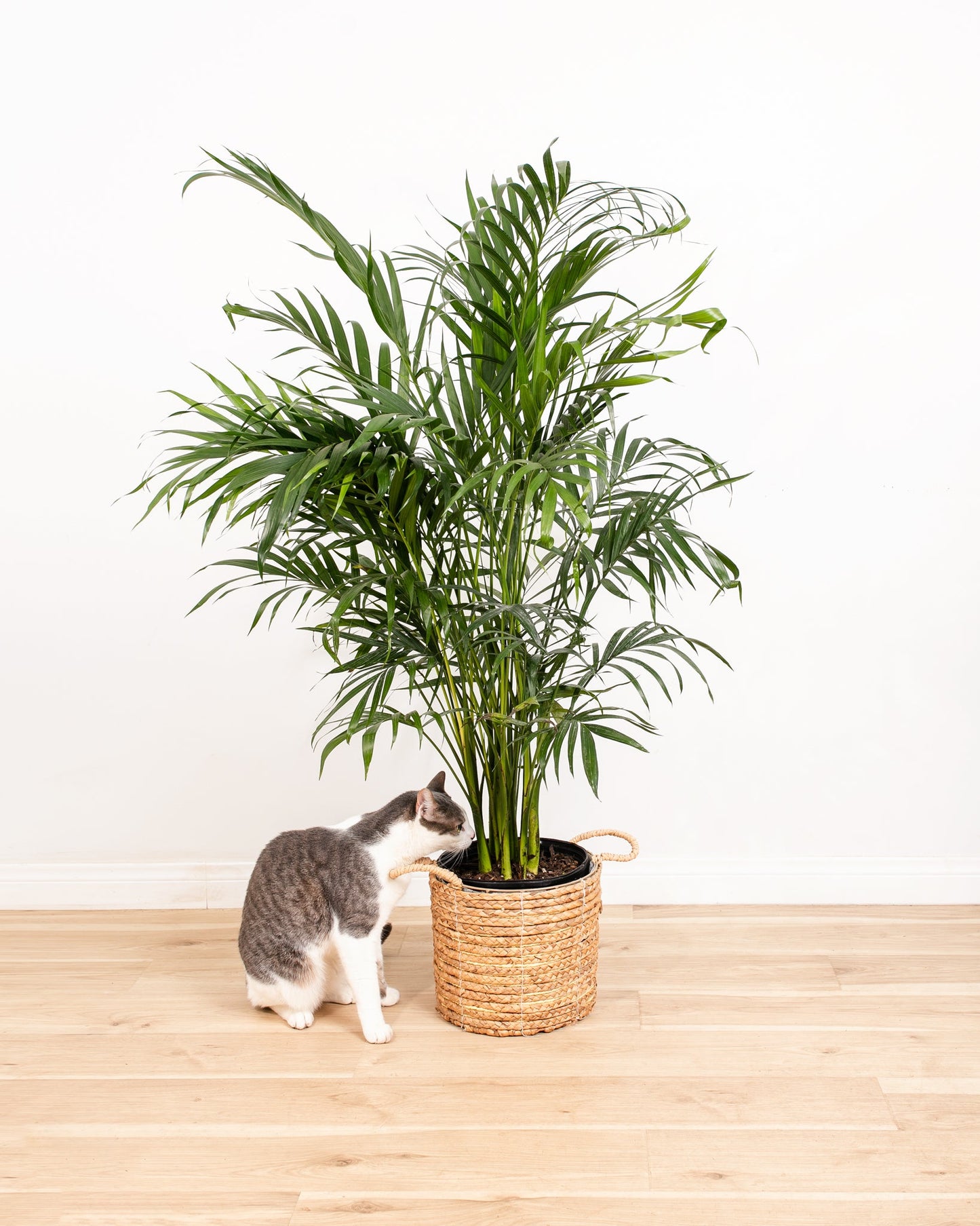 Lively Root - Areca Palm Indoor Tree