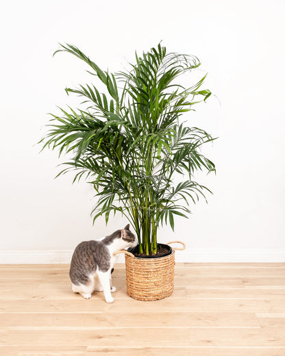 Lively Root - Areca Palm Indoor Tree