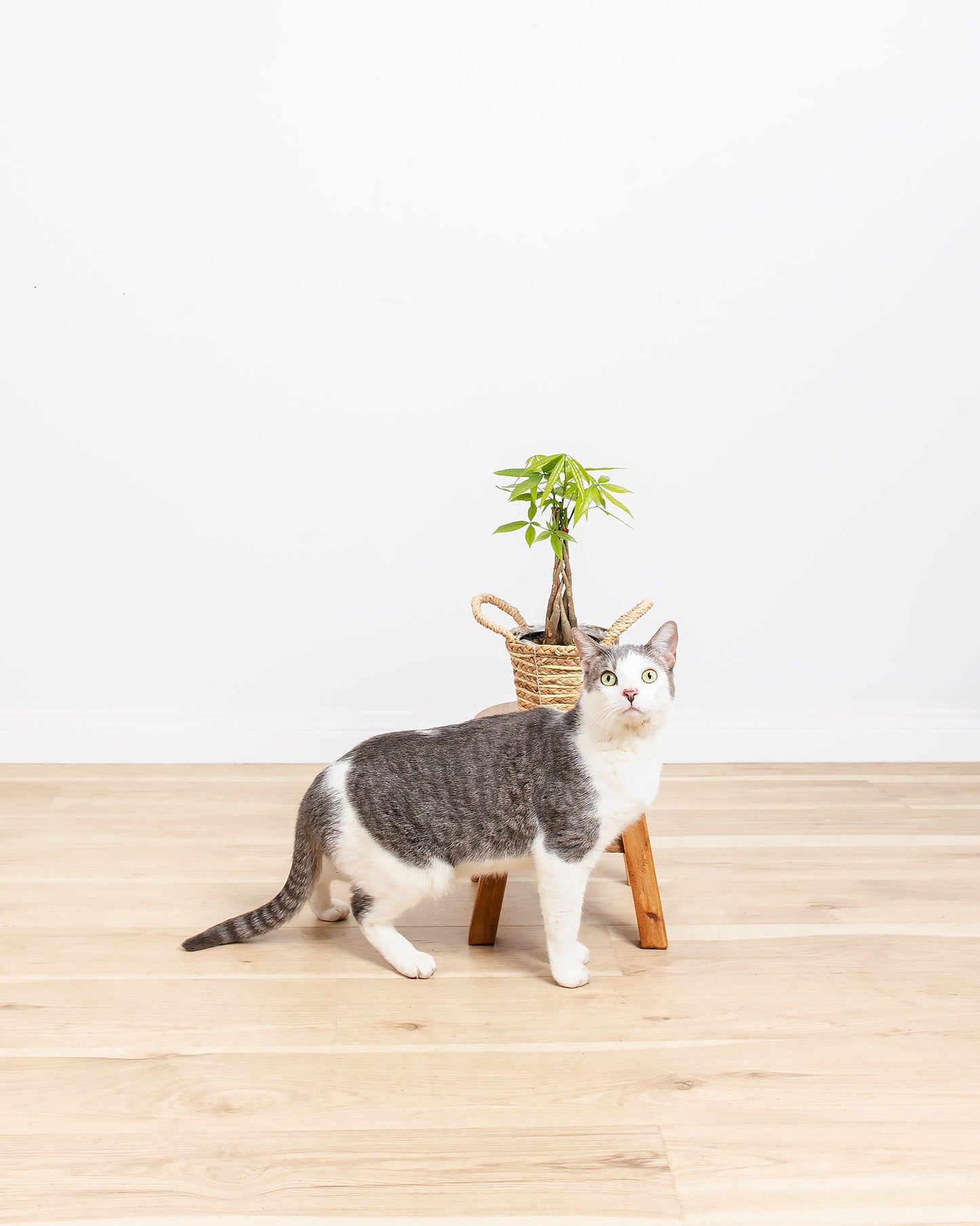 Lively Root - Money Tree Plant