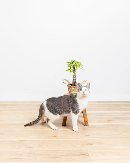 Lively Root - Money Tree Plant