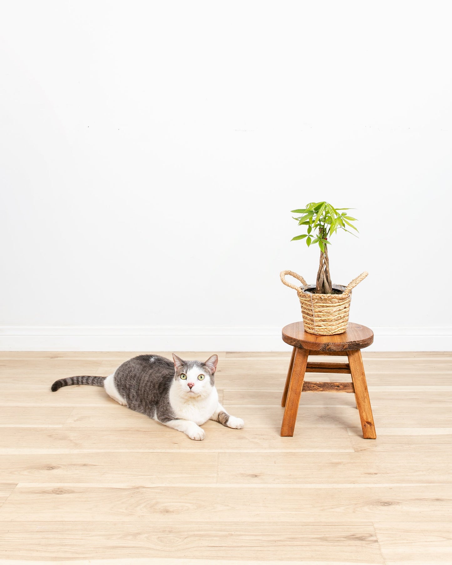 Lively Root - Money Tree Plant