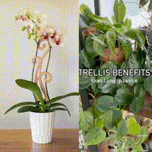 Load image into Gallery viewer, Wholesale Partner: Treleaf - Flora - Plant trellis designed for Orchids

