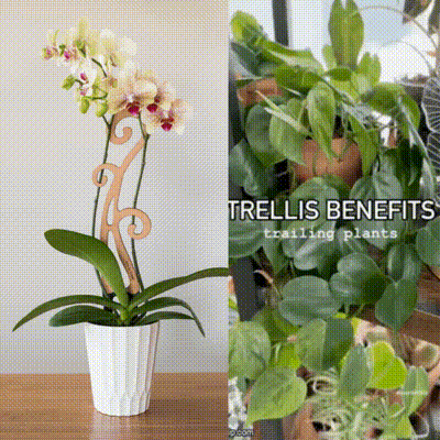 Wholesale Partner: Treleaf - Flora - Plant trellis designed for Orchids
