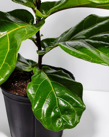 Lively Root - Fiddle Leaf Fig Tree (Ficus Lyrata)