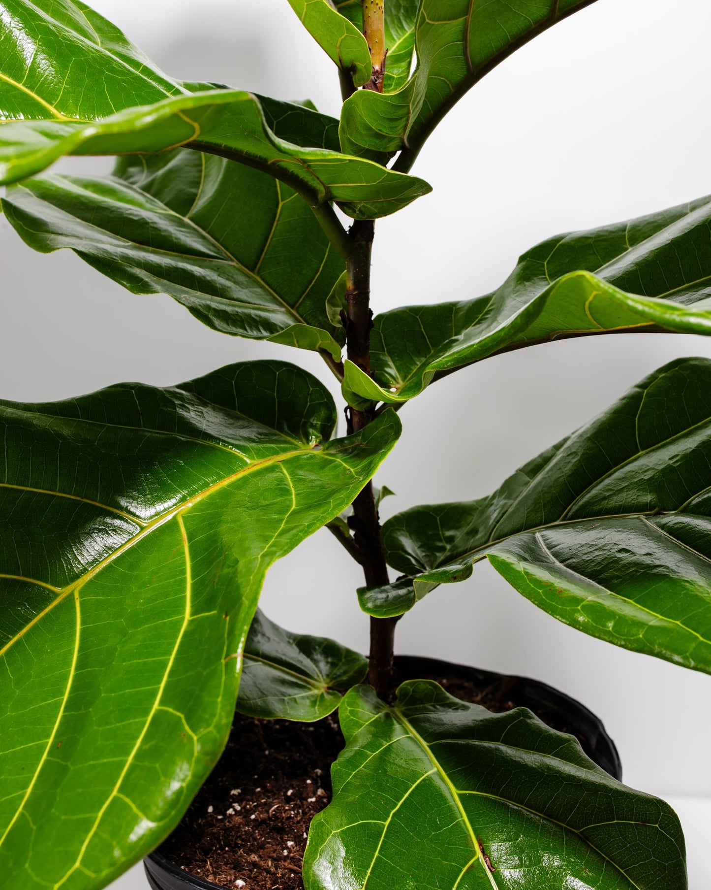 Lively Root - Fiddle Leaf Fig Tree (Ficus Lyrata)