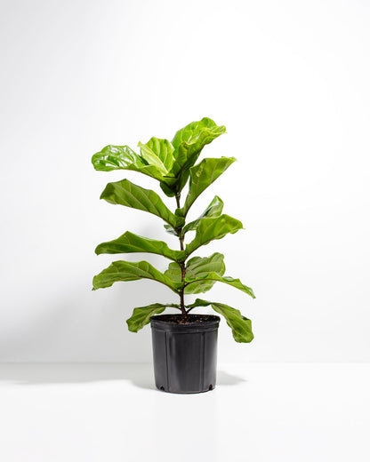 Lively Root - Fiddle Leaf Fig Tree (Ficus Lyrata)