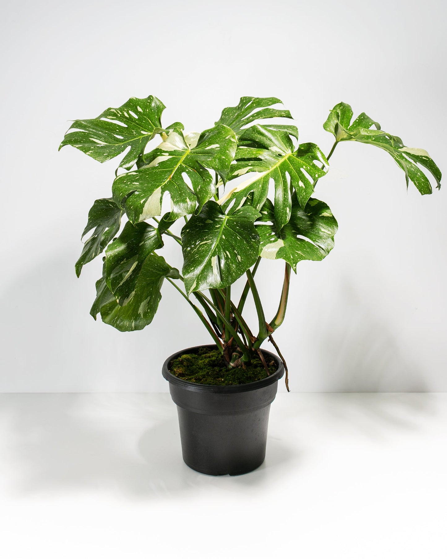 Lively Root - Monstera Thai Constellation