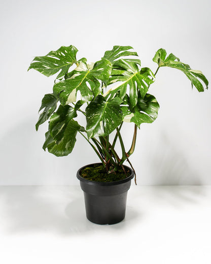 Lively Root - Monstera Thai Constellation