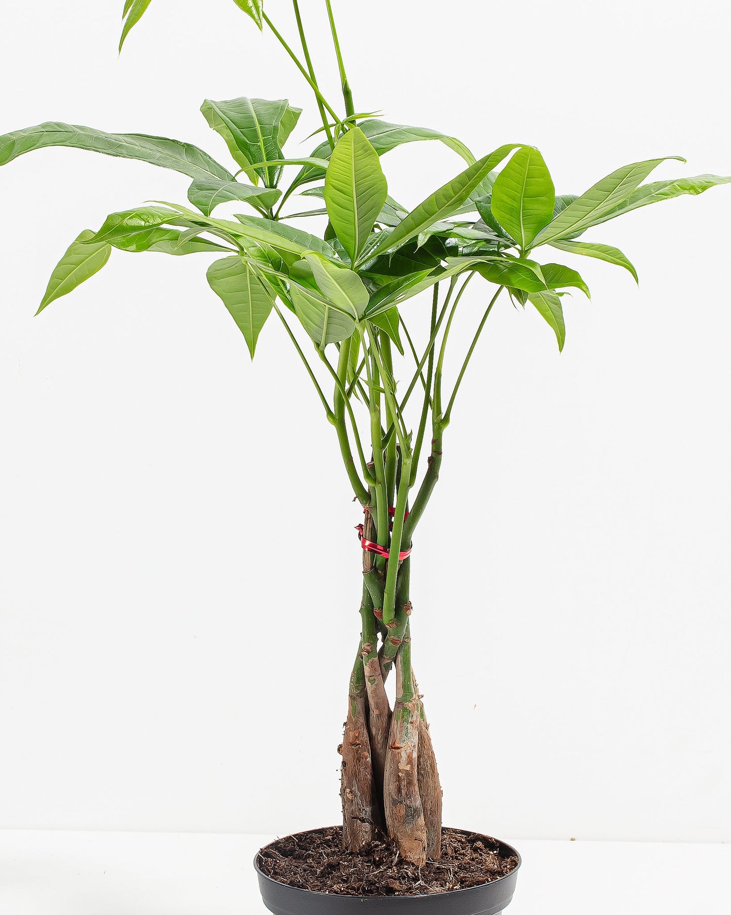Lively Root - Money Tree Plant